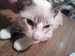 Gato raça srd idade 7 a 11 meses nome Diego e Arthur