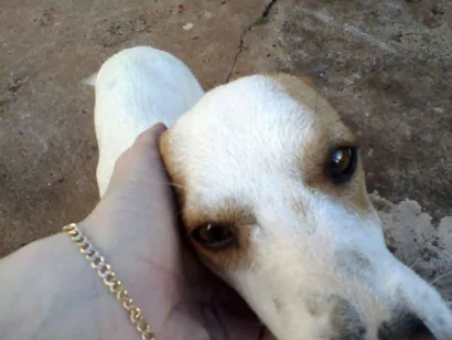 Cachorro raça vira lata idade 7 a 11 meses nome Meg