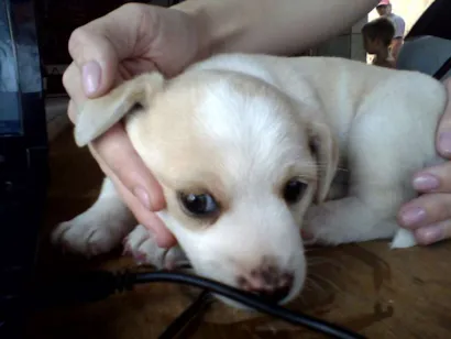 Cachorro raça vira lata idade Abaixo de 2 meses nome bolhuta