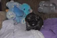 7 Fofuras em busca