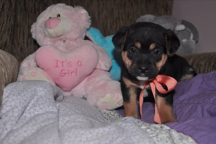 Cachorro ra a SRD idade Abaixo de 2 meses nome 7 Fofuras em busca 