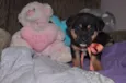 7 Fofuras em busca