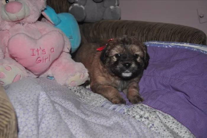Cachorro ra a SRD idade Abaixo de 2 meses nome 7 Fofuras em busca 