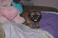 7 Fofuras em busca
