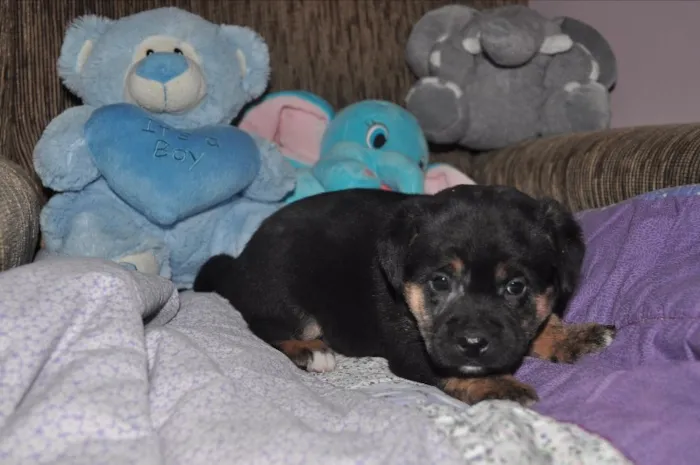 Cachorro ra a SRD idade Abaixo de 2 meses nome 7 Fofuras em busca 
