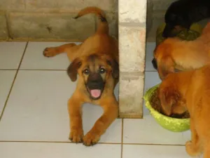 Cachorro raça SRD idade 2 a 6 meses nome Macho 3