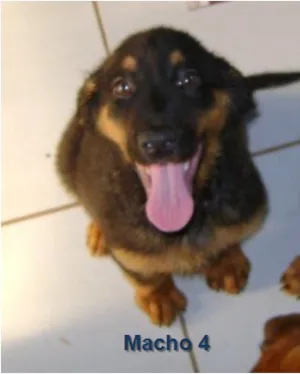 Cachorro raça SRD idade 2 a 6 meses nome Macho 4