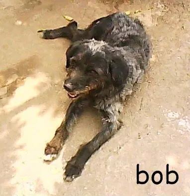 Cachorro ra a SRD idade 6 ou mais anos nome Bob