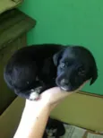 Pretucha
