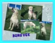 BONO VOX