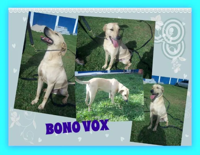 Cachorro ra a  idade 2 anos nome BONO VOX