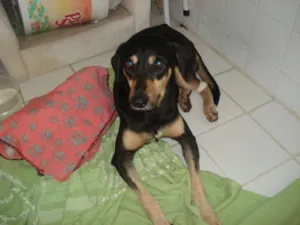 Cachorro raça SRD idade 3 anos nome MAX