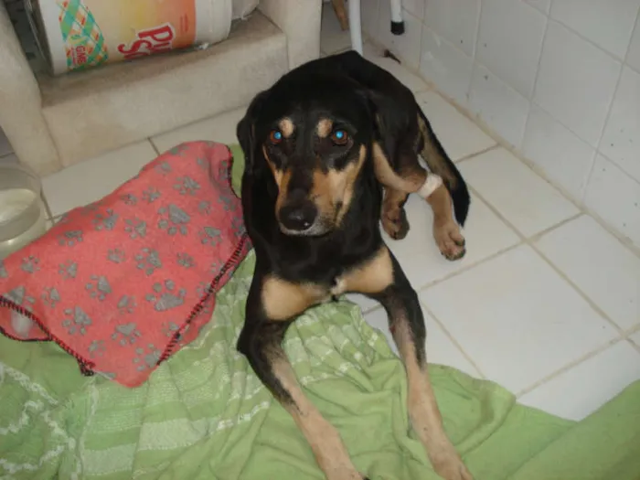 Cachorro raça SRD idade 3 anos nome MAX