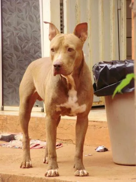 Cachorro ra a Pit-Bull idade 4 anos nome Marley, Tayla GRATI