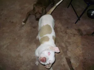 Cachorro raça Pit-Bull idade 4 anos nome Marley, Tayla GRATI