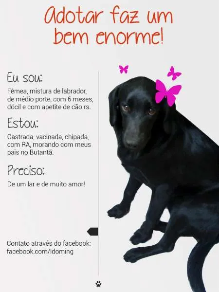 Cachorro raça SRD idade 7 a 11 meses nome Orelha e Sleep