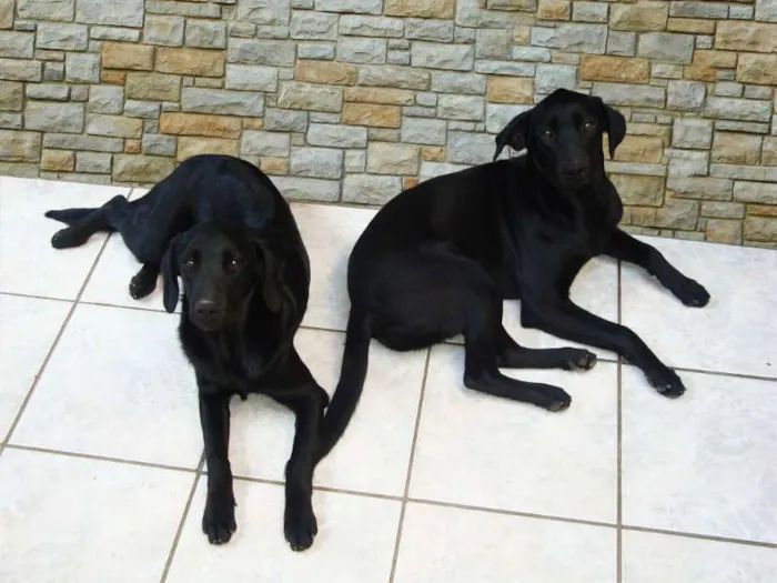 Cachorro raça SRD idade 7 a 11 meses nome Orelha e Sleep