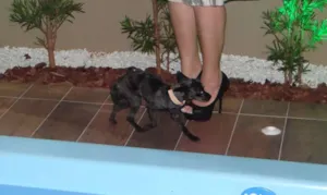 Cachorro raça Vira lata idade 2 anos nome Neguinha / Maroca