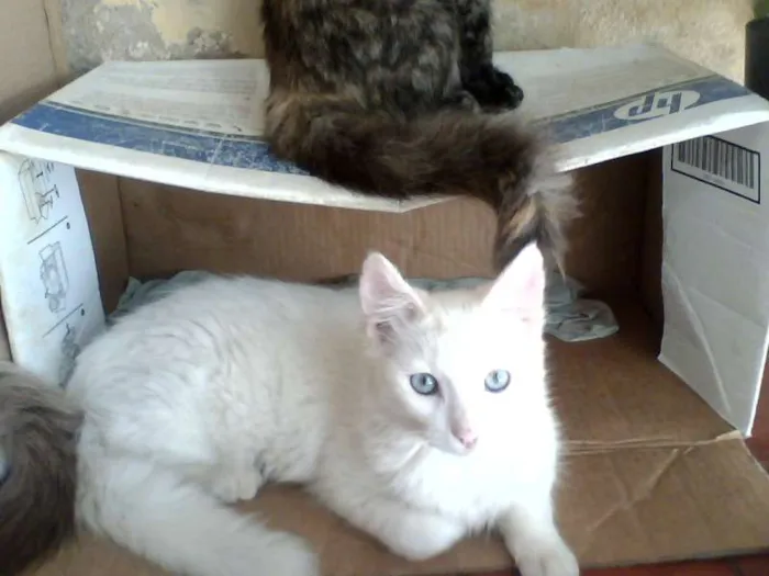 Gato raça gato idade 7 a 11 meses nome sem nome