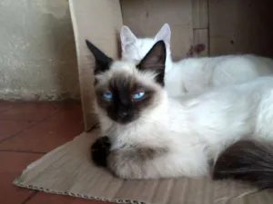 Gato raça SRD idade 7 a 11 meses nome sem nome