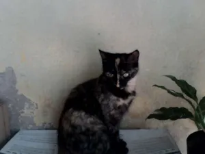 Gato raça SRD idade 7 a 11 meses nome sem nome