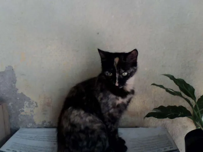 Gato raça SRD idade 7 a 11 meses nome sem nome