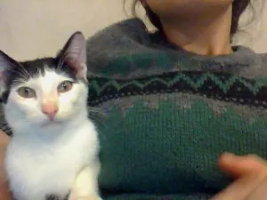 Gato raça vira lata idade 7 a 11 meses nome fofinho