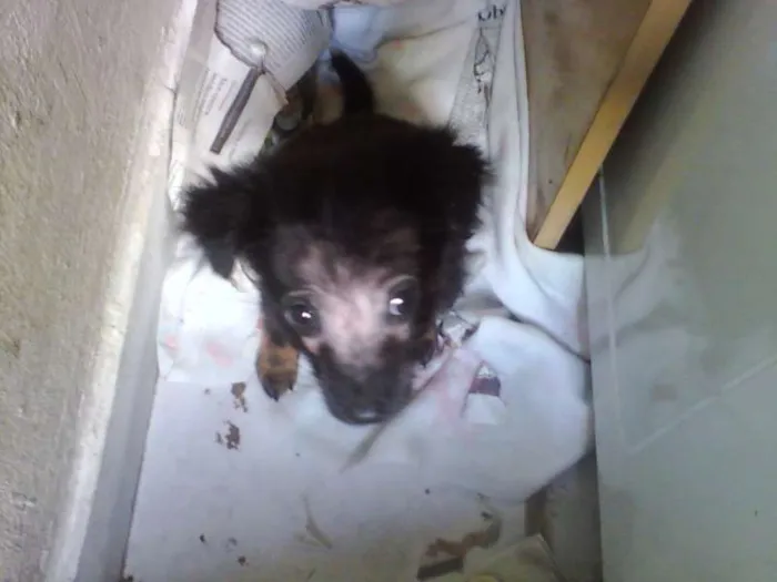 Cachorro ra a SRD idade Abaixo de 2 meses nome s. nome
