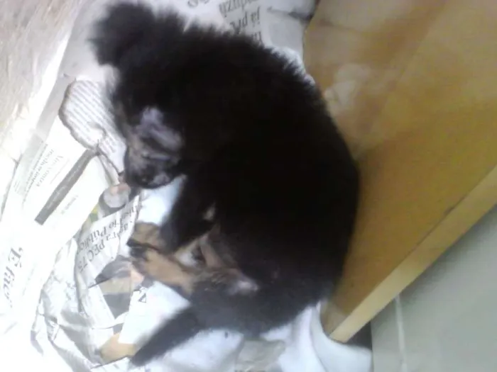 Cachorro ra a SRD idade Abaixo de 2 meses nome s. nome