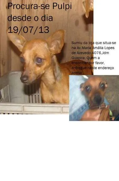 Cachorro ra a Pinscher idade 2 anos nome Pulpi
