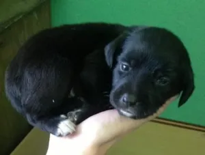 Cachorro raça Sem raça definida idade Abaixo de 2 meses nome Pretucha
