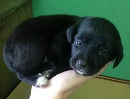 Cachorro ra a Sem raça definida idade Abaixo de 2 meses nome Pretucha