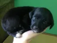 Pretucha