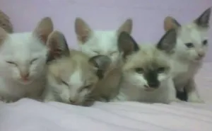 Gato raça nenhuma definida idade Abaixo de 2 meses nome gatinhos