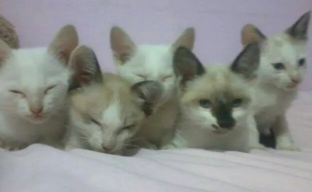 Gato ra a nenhuma definida idade Abaixo de 2 meses nome gatinhos