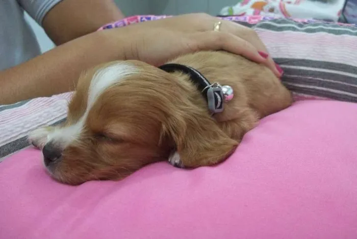 Cachorro ra a Cocker idade Abaixo de 2 meses nome DAMA