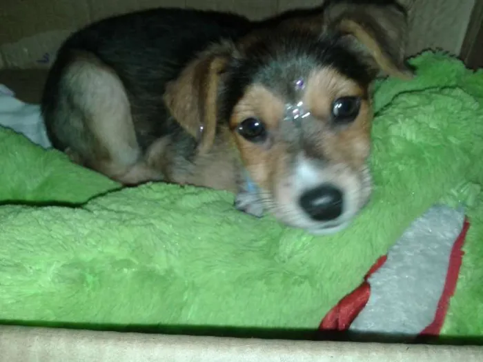 Cachorro ra a Indefinida idade 2 a 6 meses nome Bolota