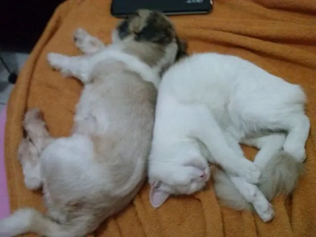 Cachorro ra a Lhasa Apso idade 2 anos nome Ozzy