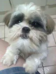 Ozzy