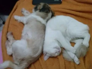 Gato raça Angorá idade 1 ano nome Misse