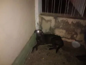 Cachorro raça SRD idade 2 anos nome PRETINHA