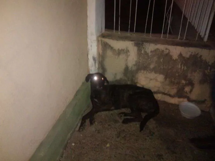 Cachorro raça SRD idade 2 anos nome PRETINHA