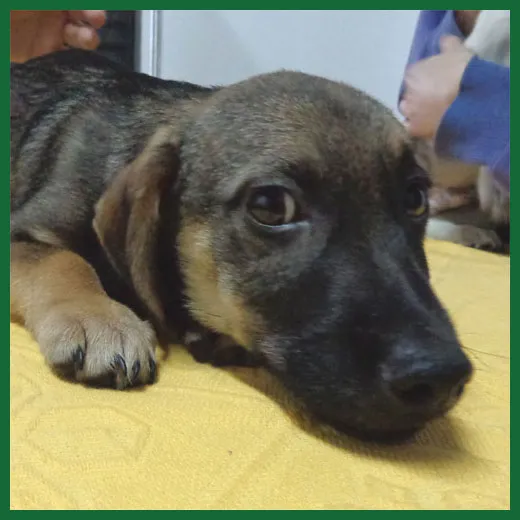 Cachorro ra a SRD idade 2 a 6 meses nome Nirvana