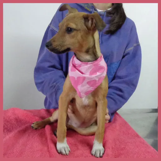 Cachorro ra a SRD idade 2 a 6 meses nome Micaela
