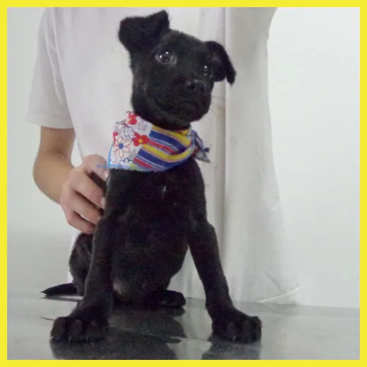 Cachorro ra a SRD idade 2 a 6 meses nome Maria Flor