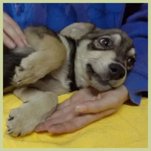 Cachorro raça SRD idade 2 a 6 meses nome Guaxinim