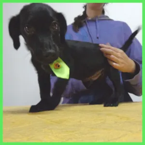 Cachorro raça SRD idade 2 a 6 meses nome Bronx