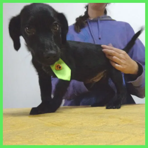 Cachorro ra a SRD idade 2 a 6 meses nome Bronx