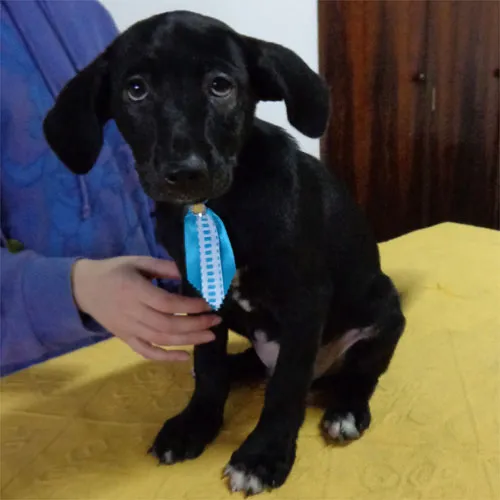Cachorro ra a SRD idade 2 a 6 meses nome Collin