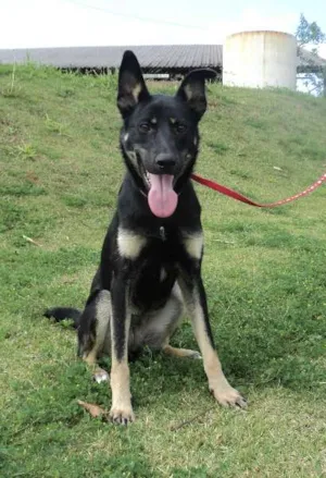 Cachorro raça SRD idade 1 ano nome Denga